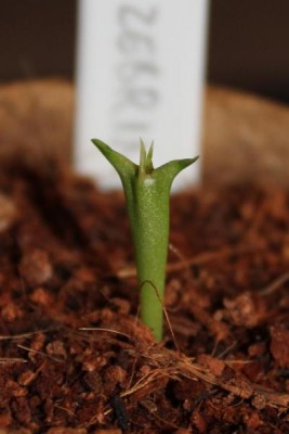 Huernia zebrina am 10.03.2013.jpg