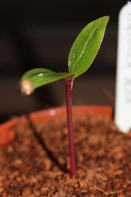Basella alba am 10.03.2013.jpg