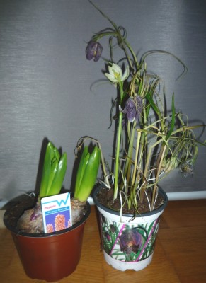 Fritillaria m. + gypsy queen.JPG