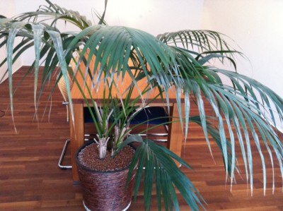 Palme.JPG