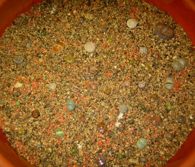 lebende-Steine-Lithops-169.jpg