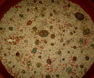lebende-Steine-Lithops-166.jpg
