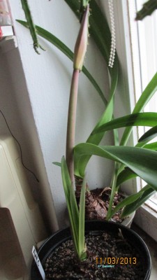 2013_1144.jpg