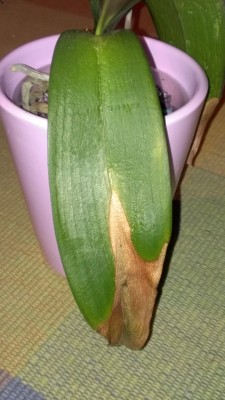 IMAG0163.jpg