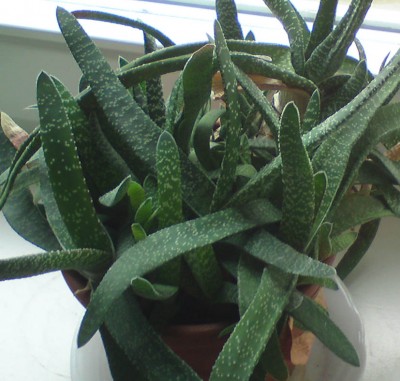 Gasteria.jpg