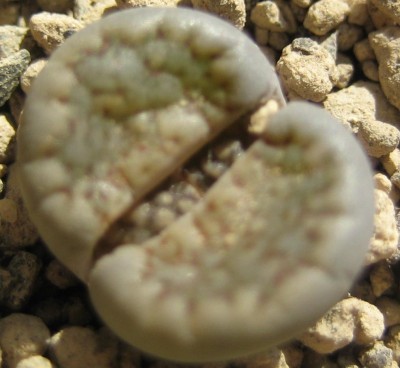 lebende Steine Lithops 177.jpg