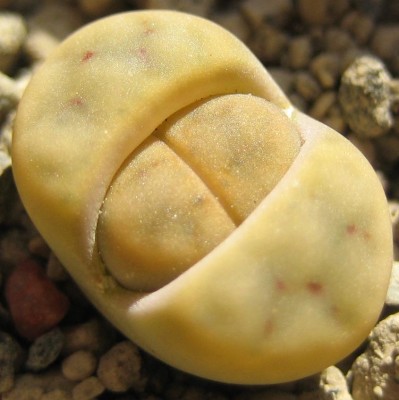 lebende Steine Lithops 176.jpg