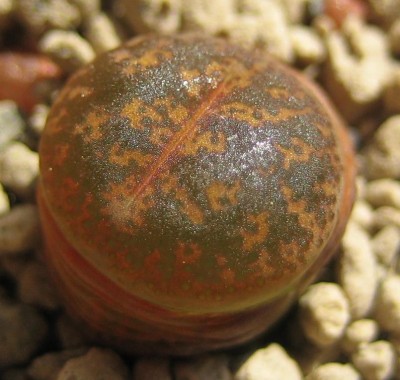 lebende Steine Lithops 175.jpg