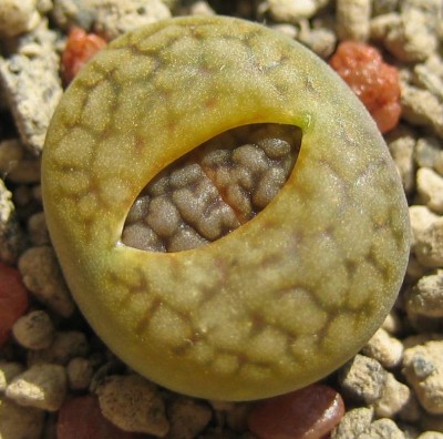 lebende Steine Lithops 174.jpg