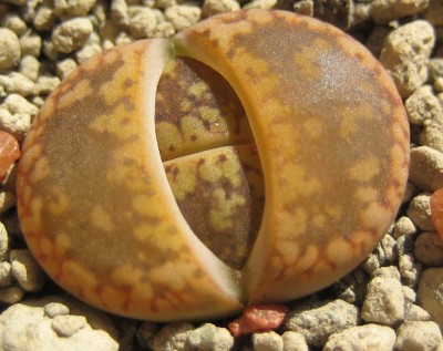 lebende Steine Lithops 173.jpg