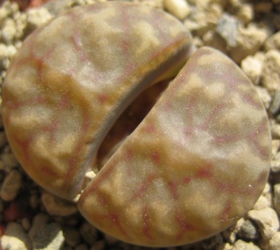 lebende Steine Lithops 172.jpg