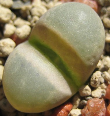 lebende Steine Lithops 171.jpg