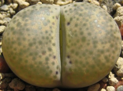 lebende Steine Lithops 170.jpg