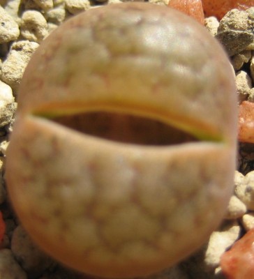 lebende Steine Lithops 169.jpg