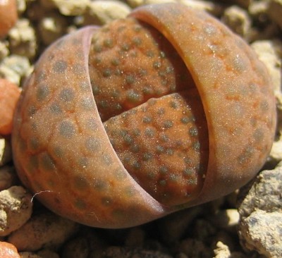 lebende Steine Lithops 168.jpg
