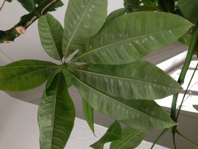 rhaphidophora tetrasperma variegata Rhaphidophora Tetrasperma migma Variegated