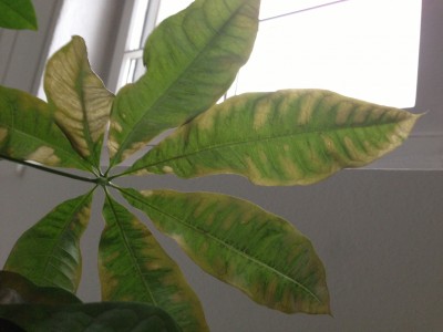 baum saatgut kaufen Bonsai Anzuchtset kaufen ➤ Handmade & Plastikfrei