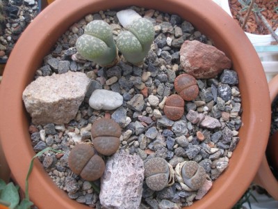 Steine2.jpg