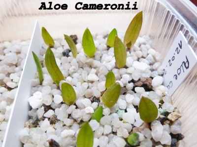 aloe cameronii1.JPG
