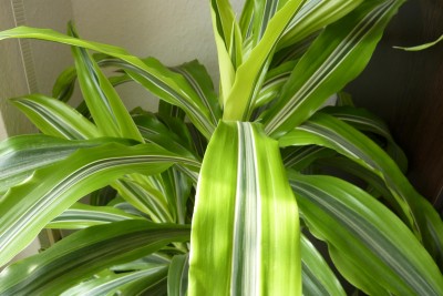 Dracena (2).JPG