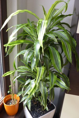 Dracena.JPG