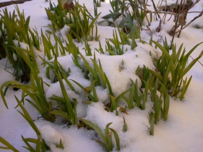 Hems im Märzschnee.jpg