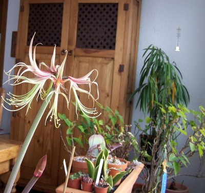Hippeastrum Chico [b].JPG