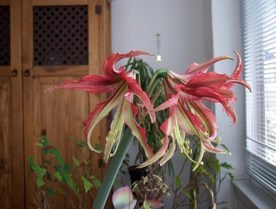 2013-03-dd Hippeastrum La Paz (2b).jpg