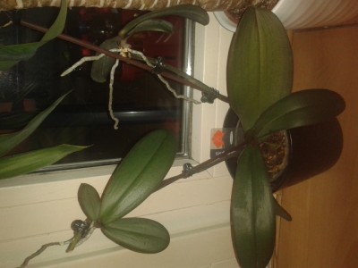 20130314_235809 (1).jpg