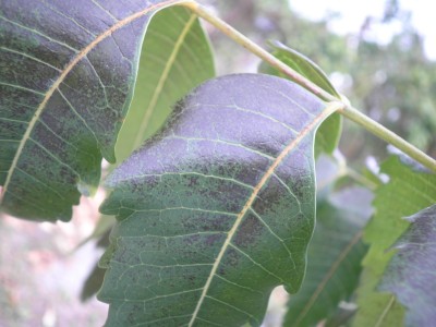 neem.jpg