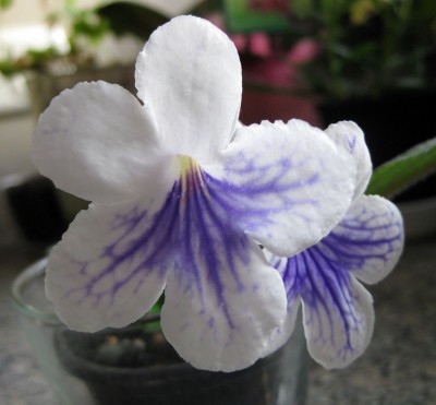 Drehfrucht Gwen_8238.jpg