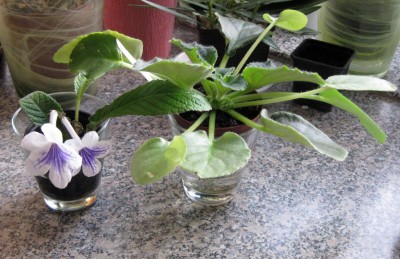 Gaben von Sunfire_8240.jpg