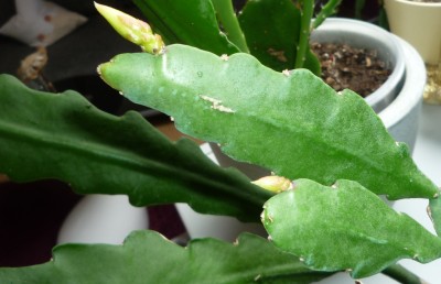EPI Knospen2.JPG