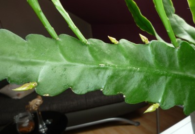 EPI Knospen1.JPG