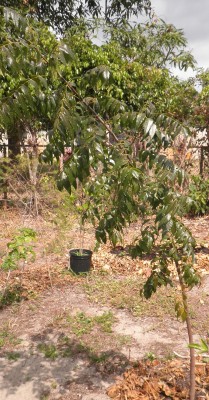 neem 4.jpg