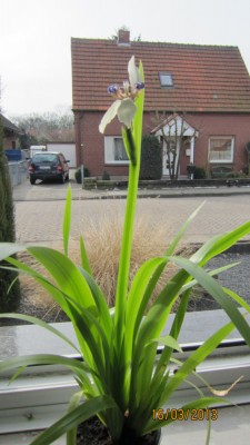 Neomarica März 2013.jpg