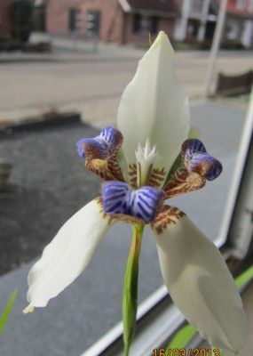 Neomarica Blüte-März 2013.jpg