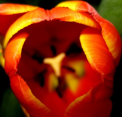 Tulpe.jpg