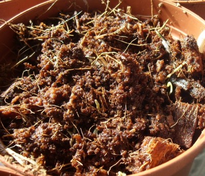Tagetes tenuifolia.JPG