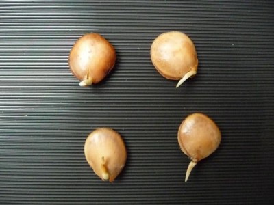 K640_P1060020.JPG