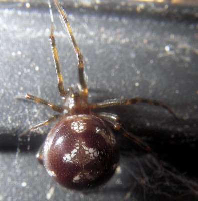 2.7.2007 spinnchen.jpg