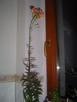 Kalanchoe Spider (1).jpg