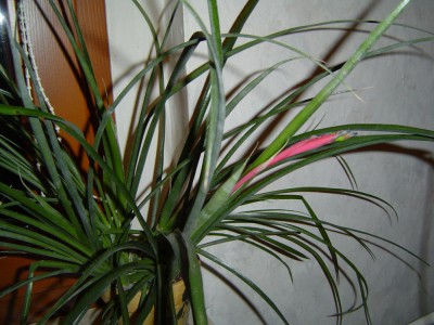 Zimmerhafer, 16.03.2013.jpg