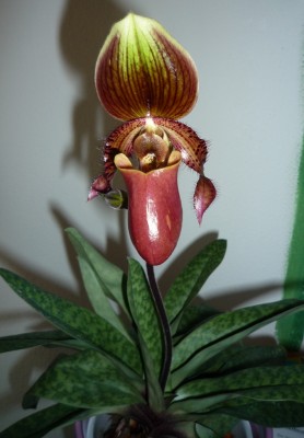 Frauenschuh Blüte.JPG