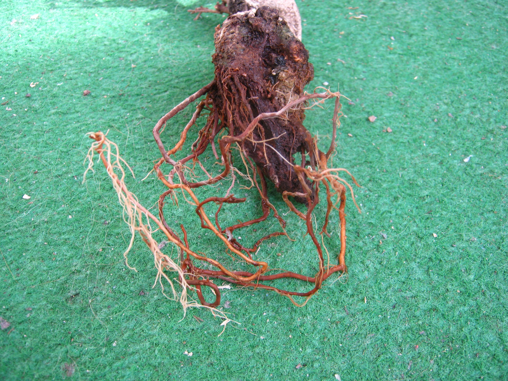 bonsai treibt keine bltter mehr aus  Pflanzenkrankheiten & Schdlinge   GREEN24 Pflanzen & Garten Forum