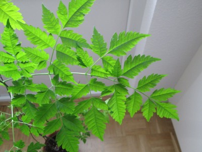 Bild2.JPG