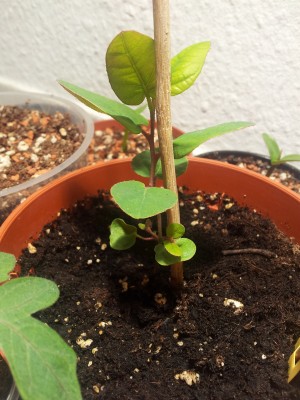 20130317_154955.jpg