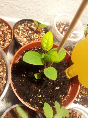 20130317_151326.jpg