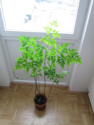 Bild1.JPG
