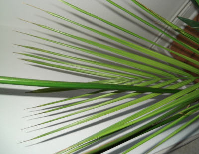 Screen shot 2013-03-17 at 4.52.27 PM.png